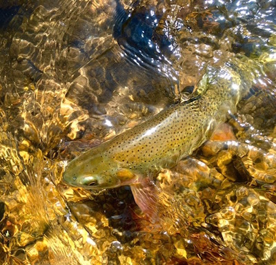 one of the resident cutthroat trout on the elk refuge