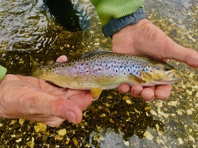 Firehole Brown trout