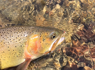 summer cutthroat