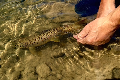 brown release