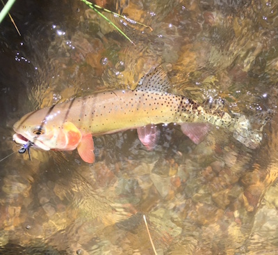 Colorado River Cutthroat