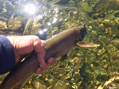 Teton Laker