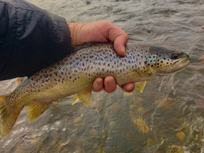 streamer-striking brown trout