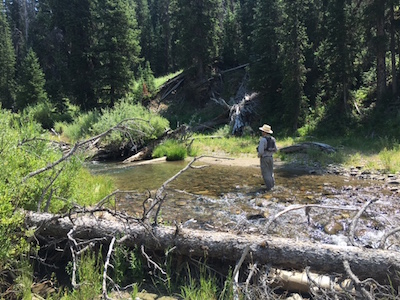 Deep in bear country for cutthroat