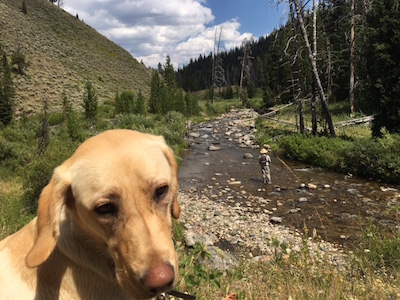 Lulu on a small stream in Wyoming backcountry