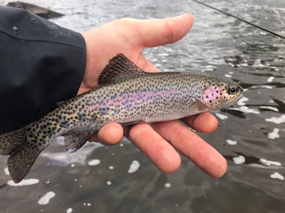 Yellowstone Rainbow