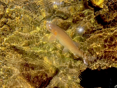 small stream snake river cutthroat