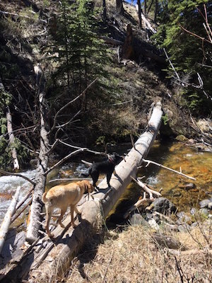 Lulu and Iz looking for trout