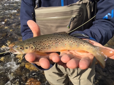 small stream brown trout