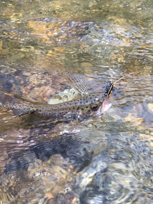 Rainbow trout from a stream in Yellowstone National Park