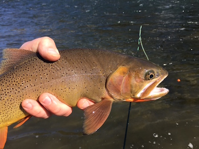 March cutthroat