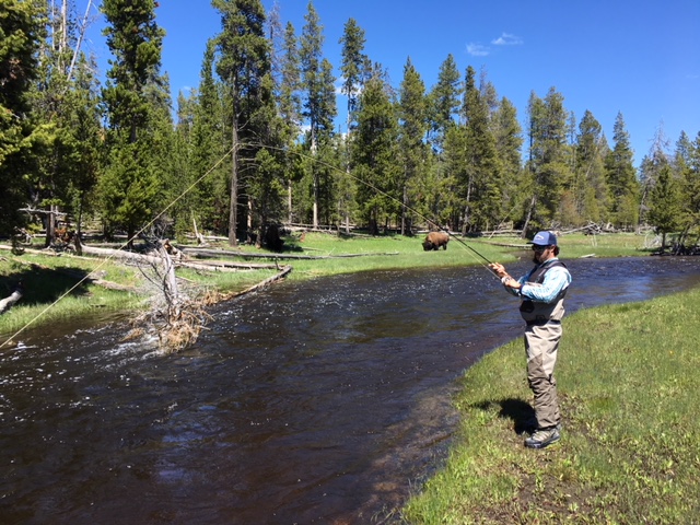 Fishing in Yellowstone among the Bison