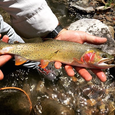 Yellowstone cutthroat trout