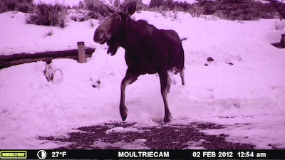 moose at the fishing cabin