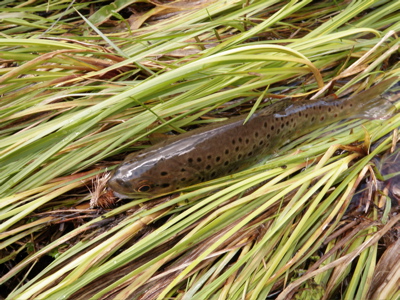 yellowstone brown