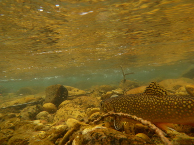 a brook trout's world