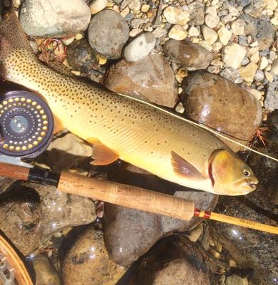 bamboo and cutthroat; fly fishing in Jackson Hole