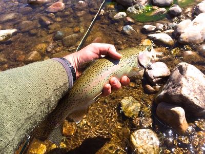 wyoming small stream fly fishing rainbow in hand