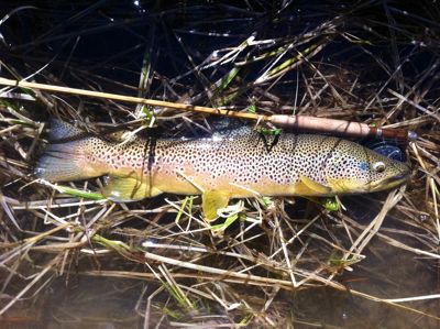 brown on bamboo