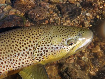 fall brown trout 