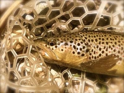 Spring brown trout in Wyoming; Teton Fly Fishing small streams