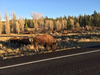 road jam; buffalo on the move