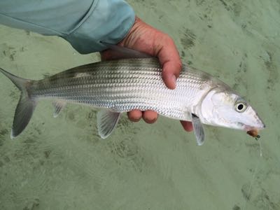 close up of morning bonefish