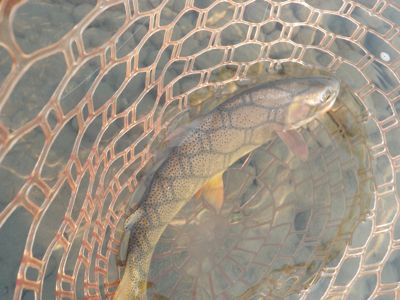 Snake river cutthroat in net