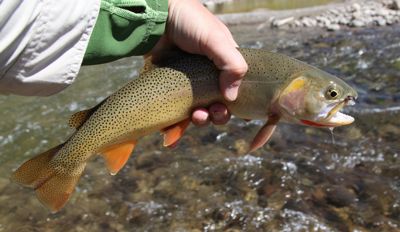 Teton Fly Fishing wade-fish trip