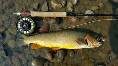 Fine spotted cutthroat trout