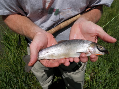 david with trout