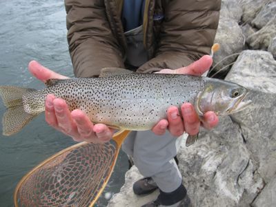 Spring Cutthroat