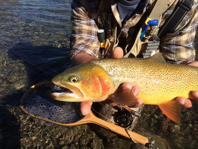 Teton  
Fly Fishing fall cutthroat trout