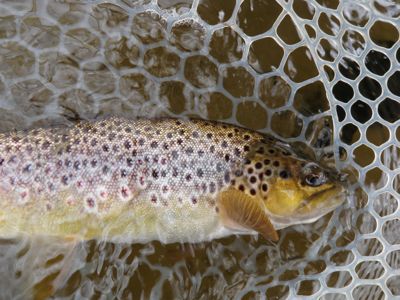 A firehole river brown trout