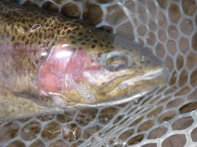 Green  
river rainbow