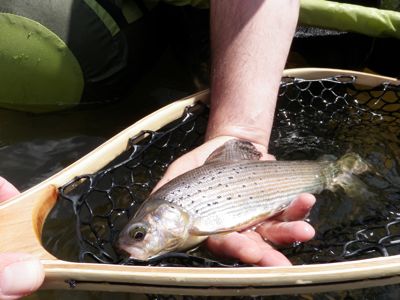 grayling fin