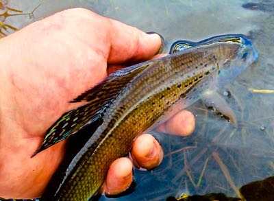 Grayling in hand