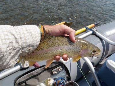 August Rainbow