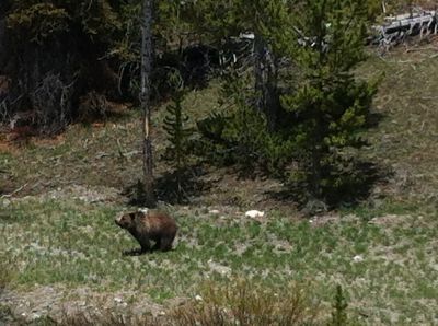 Grizzly in the Sun