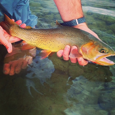 Fall cutthroat on tiny dry