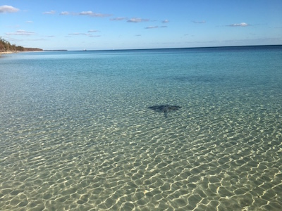 stingray