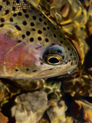 Dubois rainbow