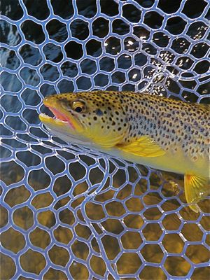 brown trout in 'da net