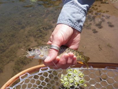 bonneville cutthroat trout