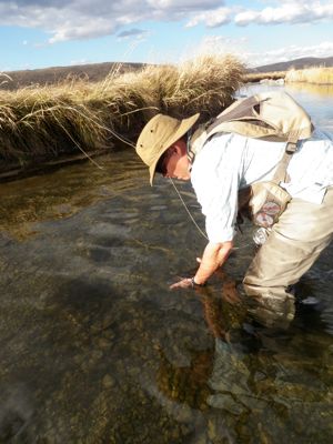 releasing a cutthroat