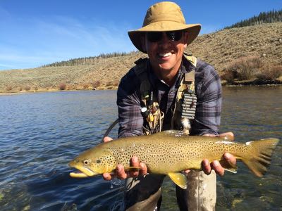 Brown trout in Wyoming