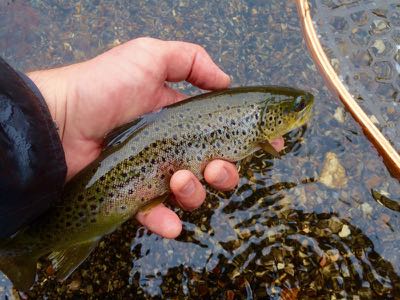 lewis canyon fish