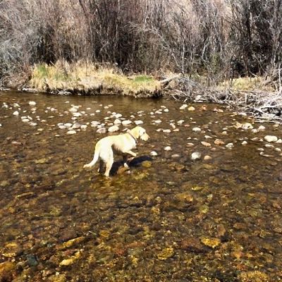 Lulu, the Teton Fly Fishing labrador on point