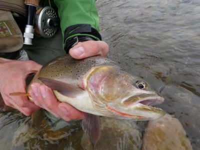 Springtime cutthroat