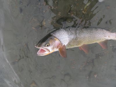 cutthroat on a dry fly